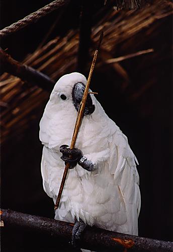 beyaz kakadu papağanı