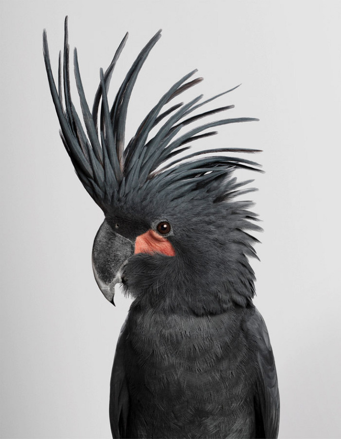 siyah kakadu papağanı