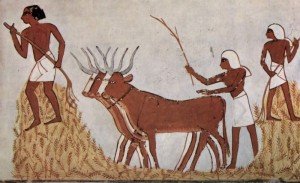 tarımda hayvan kullanılmaya başladı