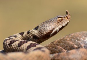 boynuzlu engerek yılanı, türkiye'deki zehirli yılan