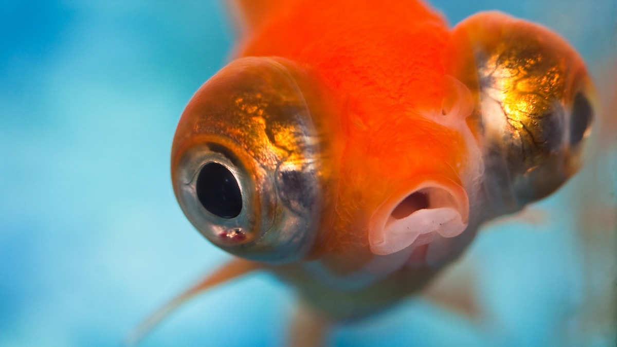 4-goldfish