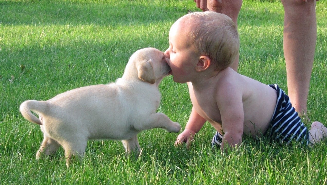 çocukları yavru köpekler ile oynatırken dikkatli olun :)
