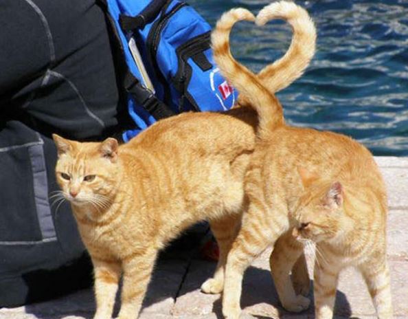 aşık aşk kedi fotoğrafları
