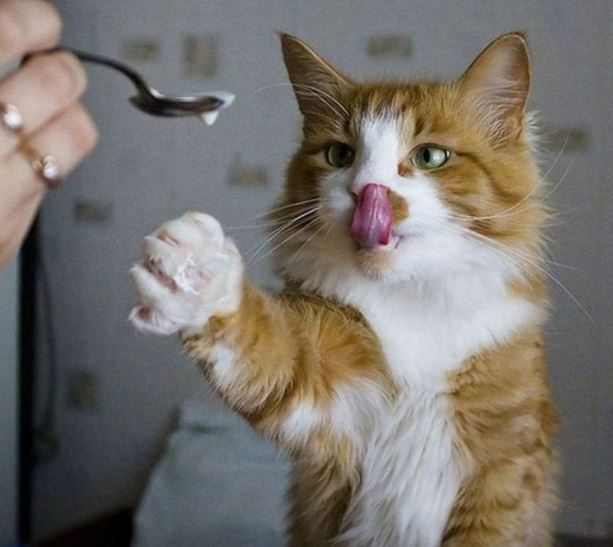 aç yemek kedi fotoğrafları