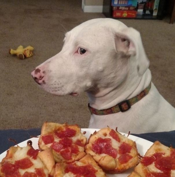 kurallara uyan köpekler sahibi yemek yerken izleyen köpek
