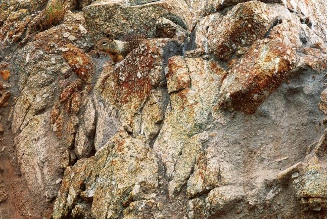 şirin sincap tatlı kayalık koyu renkli resimlerdeki gizli hayvanlar