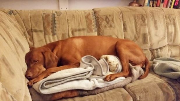 kurallara uyan köpekler koltuğa yatması yasak olan köpek