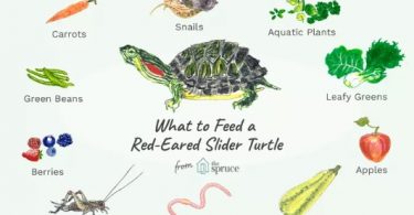 Kırmızı yanaklı su kaplumbağası ne yer