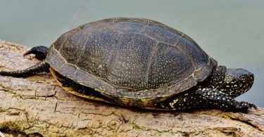 Su kaplumbağası su dışında ne kadar yaşar