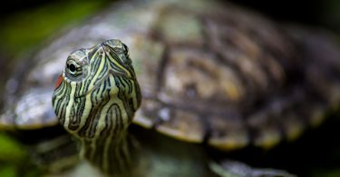 Su kaplumbağası kış uykusundan nasıl uyandırılır