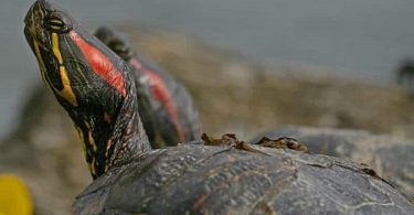 Kırmızı yanaklı su kaplumbağası yaşı nasıl anlaşılır