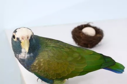 Pionus papağanı