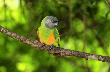 Senegal papağanı