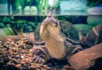 Su kaplumbağası ölüm belirtileri