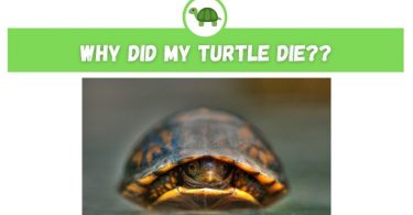 su kaplumbağası ölümü