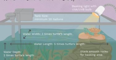 Su kaplumbağası suyu ne kadar olmalı