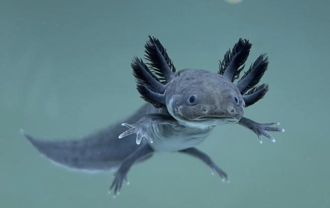 Melanoid axolotl