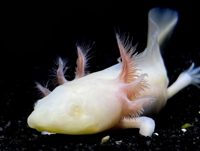 Albino Axolotl fiyatları