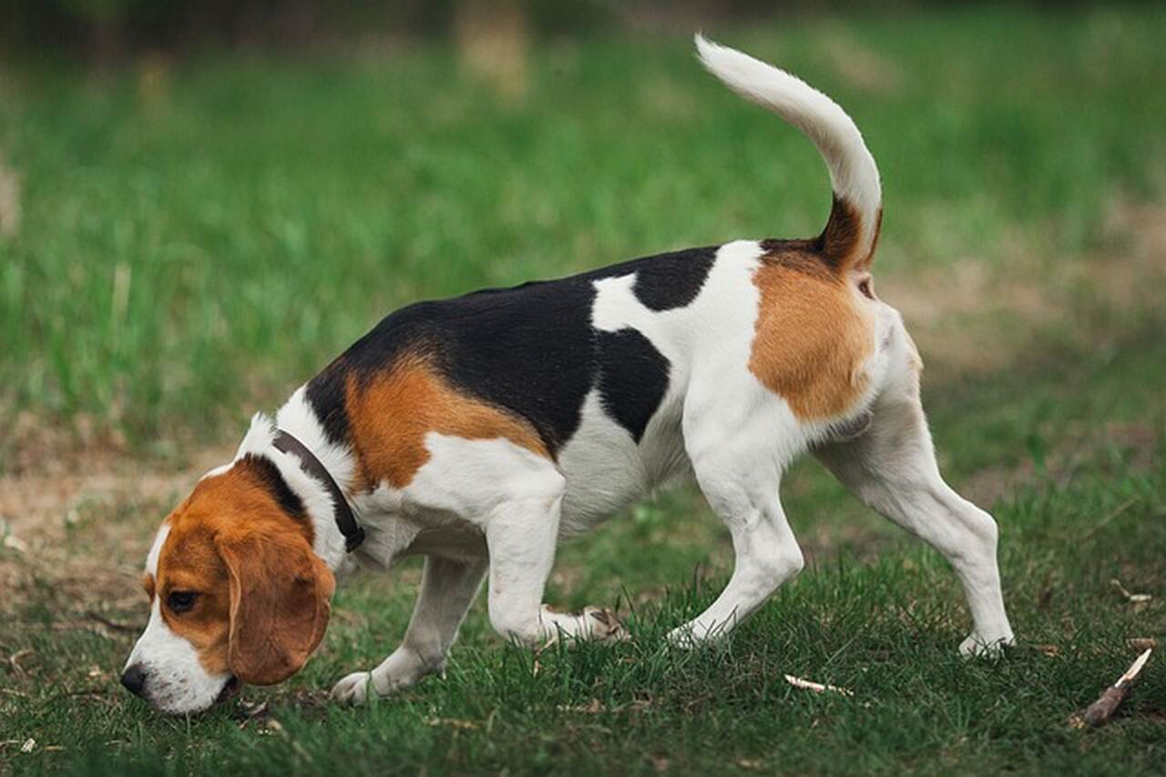 Yeşillik üzerinde beagle cinsi köpek