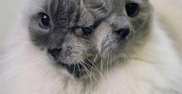 2 yüzlü kedi hayatını kaybetti!