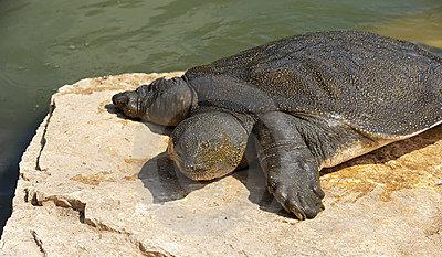 African Softshell Turtle 2