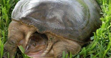 African Softshell Turtle 4