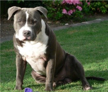 American Staffordshire Terrier 2