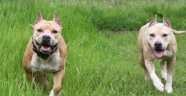American Staffordshire Terrier 4