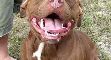 American Staffordshire Terrier 5