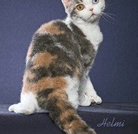 American Wirehair 3