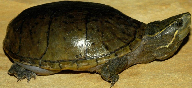 Common Musk Turtle 2