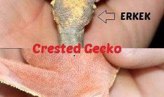 Crested Gecko Cinsiyet Ayrımı