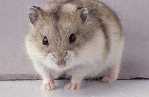 Cüce Rus Hamster 2