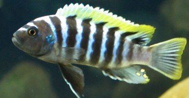 Cynotilapia Afra Balığı