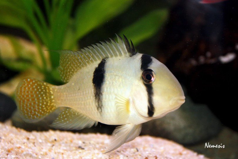 Haydut Cichlid Balığı