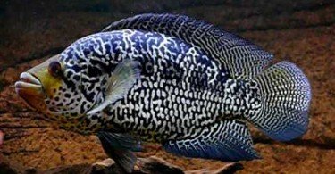 Jaguar Balığı
