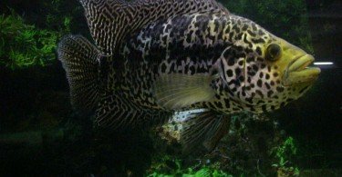 Jaguar Ciklet Balığı