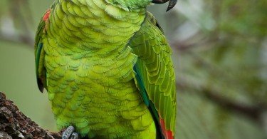 Mavi Alınlı Amazon Papağanı 3