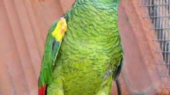 Mavi Alınlı Amazon Papağanı 4