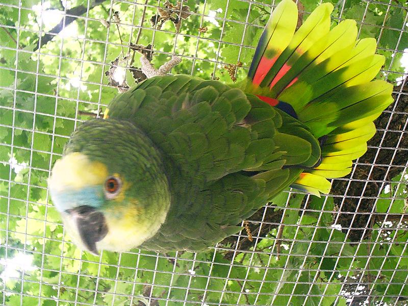 Mavi Alınlı Amazon Papağanı 5