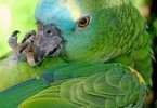 Mavi Alınlı Amazon Papağanı 6