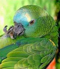 Mavi Alınlı Amazon Papağanı 6