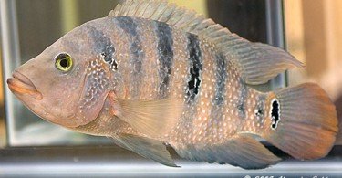 Mayan Balığı