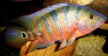 Mayan Ciklet Balığı