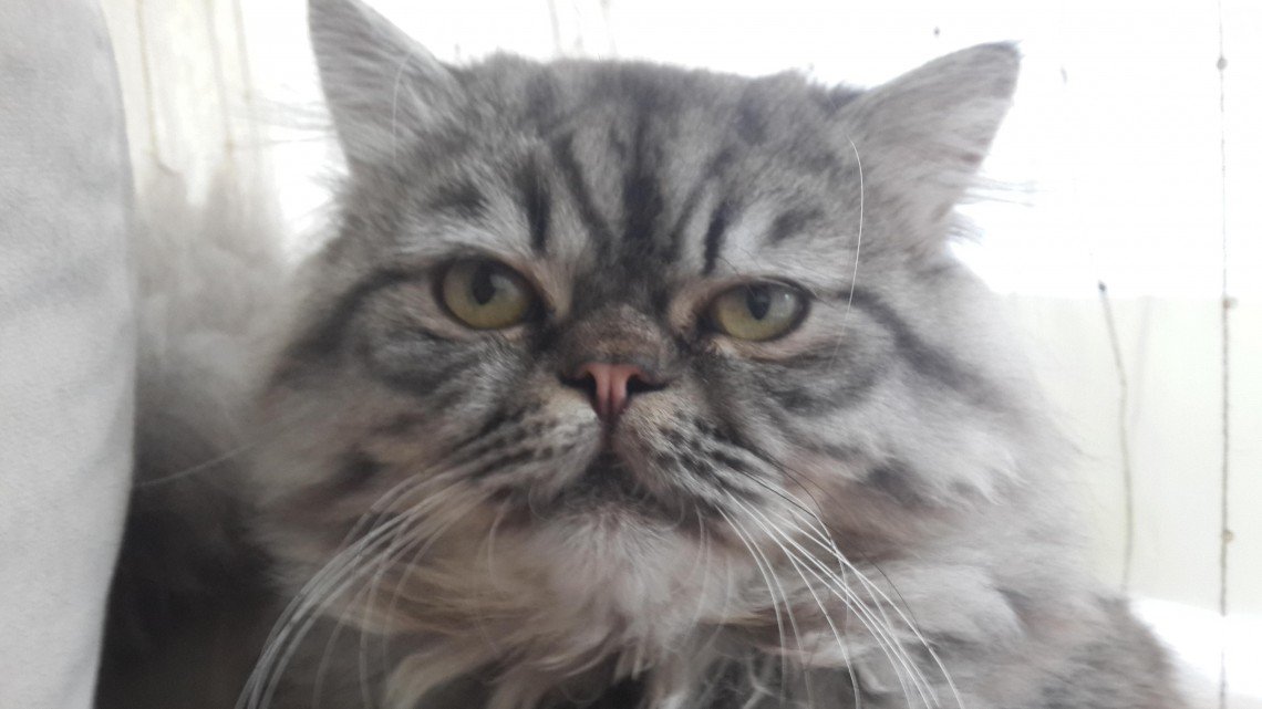 Kedi Resimleri