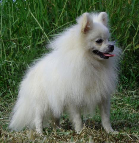 Pomeranian 5