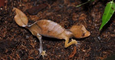 Satanic Leaf-Tail Gecko 2