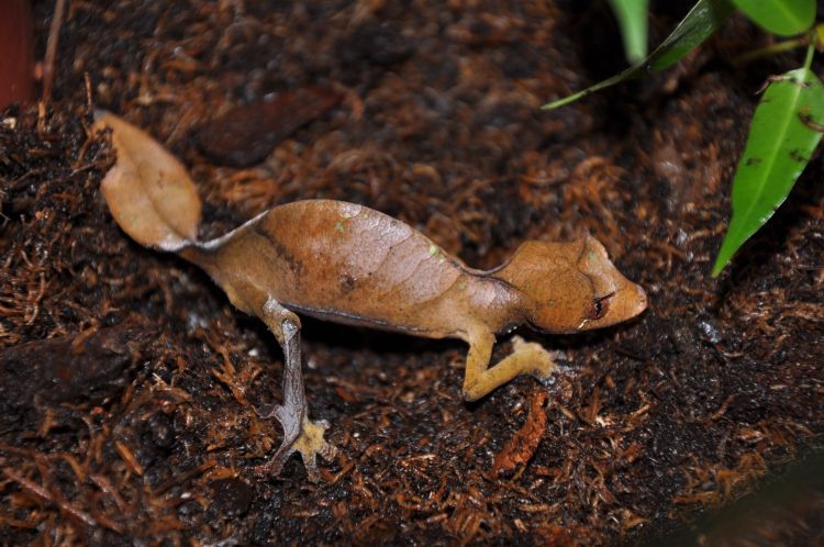 Satanic Leaf-Tail Gecko 2