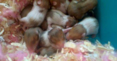 Suriye Hamsterı Yavruları