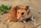 Suriye Hamsterı